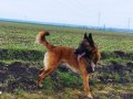 Белгийска овчарка малиноа за разплод, снимка 7