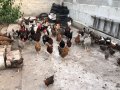 Катунски петли и кокошки