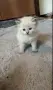 Невска маскарадна котка , снимка 1