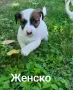 Джак Ръсел Териер , снимка 3