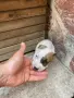 Питбул. Pitbull, снимка 2