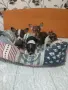 продавам чихопинпери , снимка 2