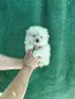 Малък шпиц момче , снимка 4