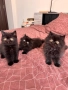 Персийси котенца, снимка 4