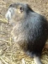 Продавам нутрия, снимка 1
