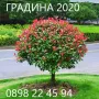 Фотиния - Налични 2 вида, снимка 1
