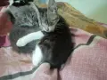 подарявам малки котенца, снимка 11