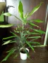 Палма драцена фраганс/височина - 110см., снимка 6