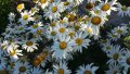 Продавам цветя Градинска маргарита – бяла и жълта, разсад, снимка 15