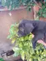 Кане Корсо обезпаразитени и ваксинирани , снимка 3