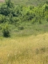 земеделска земя намираща в землището на село Белащица и Марково, снимка 9