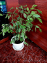 Стайно растение Бенджамин, снимка 1 - Стайни растения - 44694771
