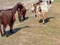 свободни кози + пръч , снимка 3