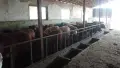 Телета за продан.. ТОП, снимка 8