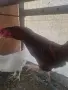 Продавам Млади петли, снимка 3