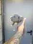 Топ Американско були покет American bully , снимка 9