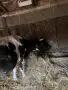 Дойни млади крави, снимка 4