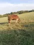 Продавам две юници, снимка 2