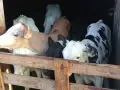 бозайници 6 бройки , снимка 3