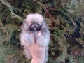 Мини Померан. Реални снимки от 16.03.26 г. Миниатюрно момче ., снимка 2