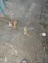 Подарявам 3 малки котенца, снимка 1