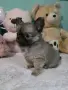 чихуахуа момиченце, снимка 6