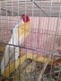 Продавам папагали , снимка 3