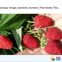 продавам разсад ягоди, снимка 2 - Сортови семена и луковици - 34210388