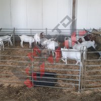 Хранилки/ясли за овце, снимка 3 - За селскостопански - 34655250