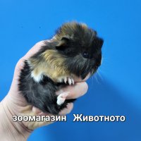 Морски свинчета, снимка 1 - Морски свинчета - 38994318