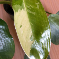 Philodendron Jose Buono , снимка 2 - Стайни растения - 44810357