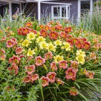 Цветя Хемерокалис – разсад за пролетно засаждане, снимка 2 - Разсади - 41683701