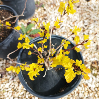 Физокарпус жълт, Physocarpus opulifolius ‘Dart’s Gold’, снимка 16 - Градински цветя и растения - 39879732