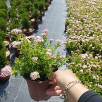 Спирея Малката Принцеса, Spiraea Japonica Little Princess, снимка 3 - Градински цветя и растения - 41045005