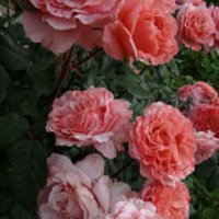 Роза 6, снимка 4 - Градински цветя и растения - 41780219