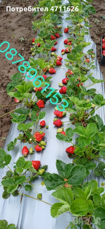 Разсад ягоди и малини , снимка 1