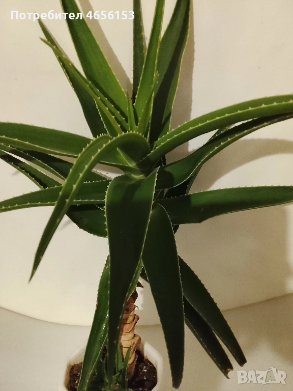 ГОЛЯМО АЛОЕ ВЕРА , снимка 1