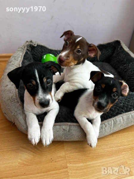 ДЖАК РЪСЕЛ МОМИЧЕНЦЕ НА 2 МЕСЕЦА 2410250712, снимка 1