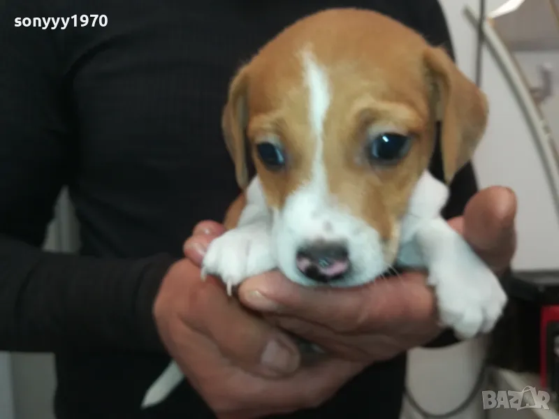 джакове-малки кученца 250лв за брой-джак ръсел 2601250935, снимка 1