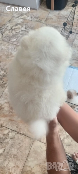 Продавам мини шпиц померан , снимка 1