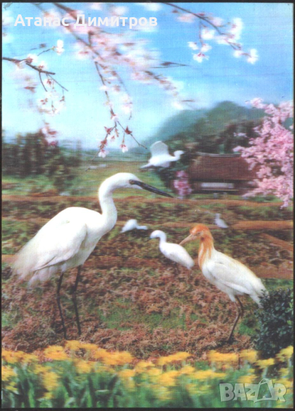 Стерео 3D картичка Пролет Фауна Птици 1978 от Япония, снимка 1