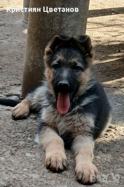 Продавам малки немски овчарки, снимка 1