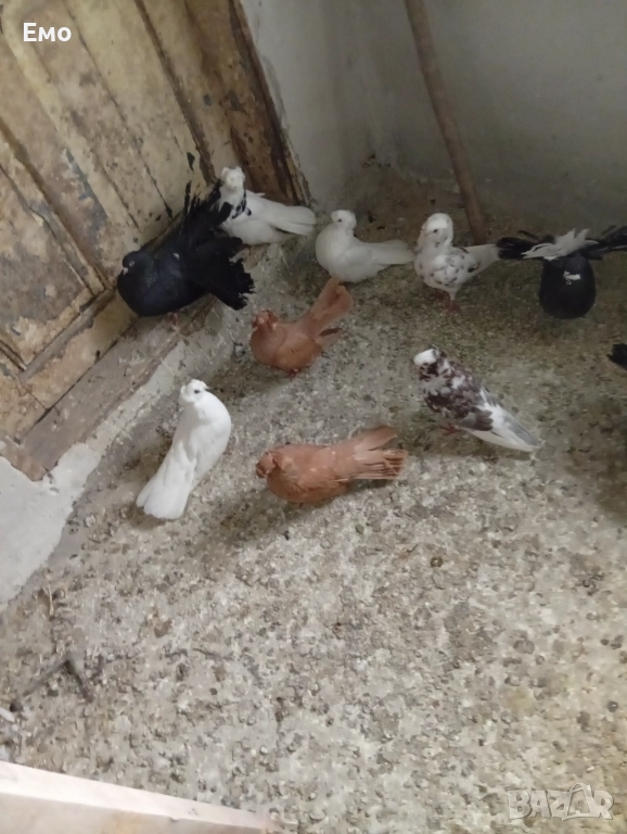 Продавам гълъбиии те си , снимка 1