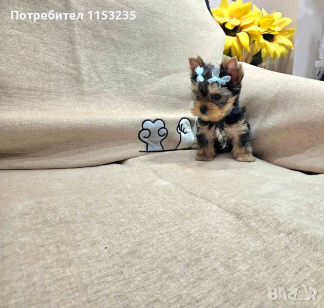 мини йорки, снимка 1