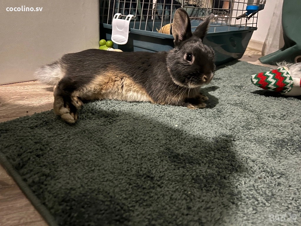 Мъжко зайче, снимка 1