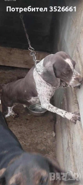 спрингел , снимка 1