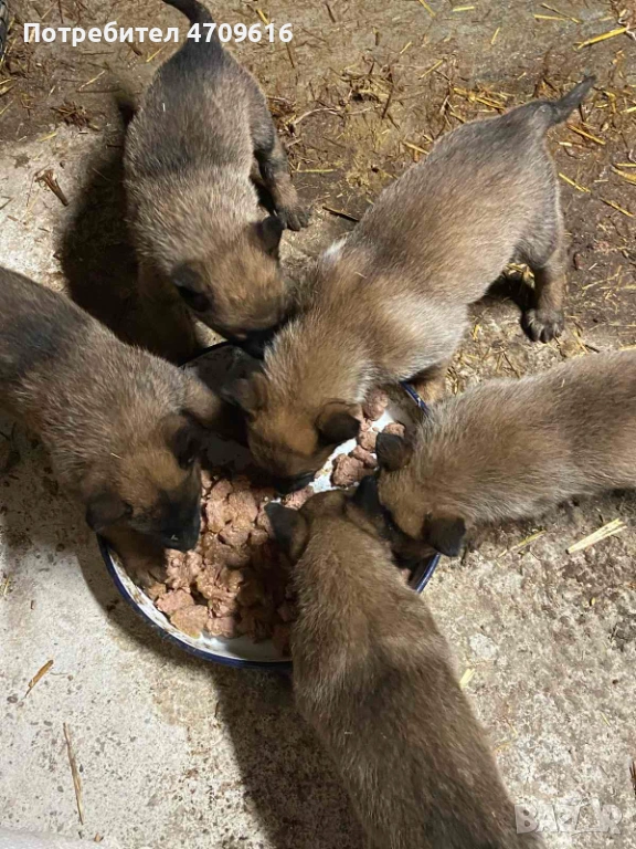 Белгийски овчарки, снимка 1