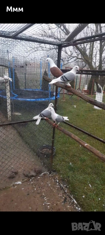 Гълъби, снимка 1