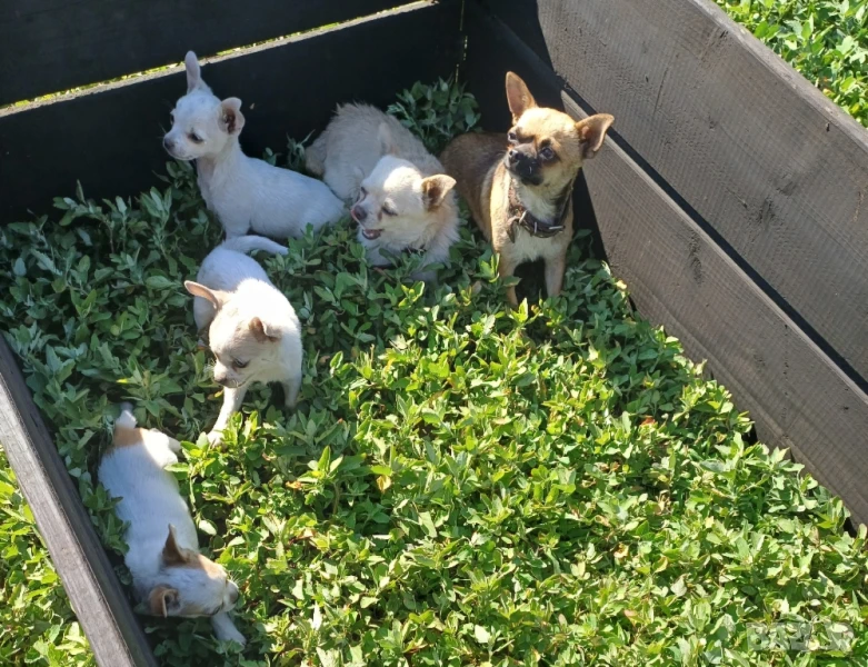 Мини чихуахуа , снимка 1