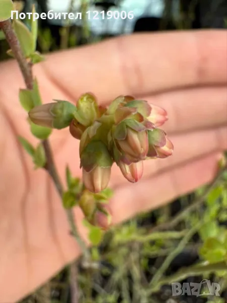 Продавам първокласен двугодишен разсад американска синя боровинка, снимка 1